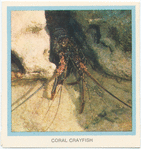 Coral Creyfish.