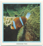 Anemone Fish.