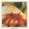 Hermit Crab.