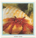 Hermit Crab.