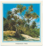 Pandanus Tree.