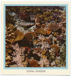 Coral garden.