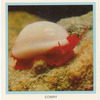 Cowry.