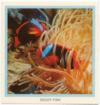 Decoy Fish.