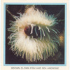 Brown Clown Fish and Sea Anemone.