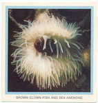Brown Clown Fish and Sea Anemone.