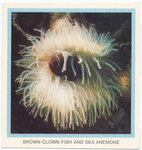 Brown Clown Fish and Sea Anemone.
