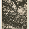 Great Vine, Hampton Court.