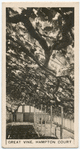 Great Vine, Hampton Court.