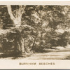 Burnham Beeches.