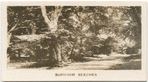 Burnham Beeches.