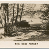 The New Forest.