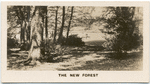 The New Forest.
