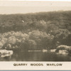 Quarry Woods, Marlow.
