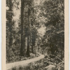 Bush Road, Westland.