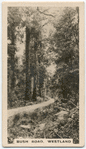 Bush Road, Westland.