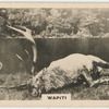 Wapiti.