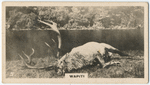 Wapiti.