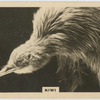 Kiwi.