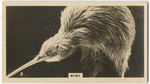 Kiwi.