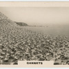 Gannets.