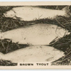 Brown Trout.