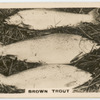 Brown Trout.