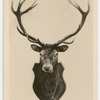 16-Pointer Deer.
