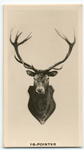 16-Pointer Deer.