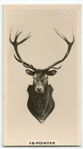 16-Pointer Deer.