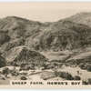 Sheep Farm, Hawke's Bay.