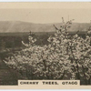 Cherry trees, Otago.