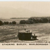 Stacking barley, Marlborough.