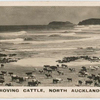 Droving cattle, North Auckland.