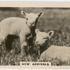 New arrivals.