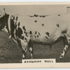 Ayrshire bull.