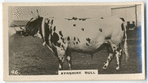 Ayrshire bull.