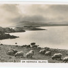 On Kerrera Island.