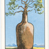 The Australian bottle tree