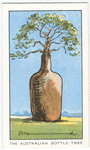 The Australian bottle tree