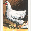 Hens never lay eggs