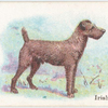 Irish Terrier.