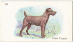 Irish Terrier.