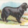 Newfoundland.