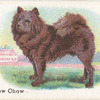 Chow Chow.