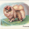 Pomeranian.