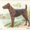 Airedale.