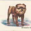 Brussels Griffon.