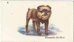 Brussels Griffon.