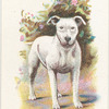 Bull Terrier.